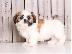 PoulaTo: Shih Tzu Puppies for Sale